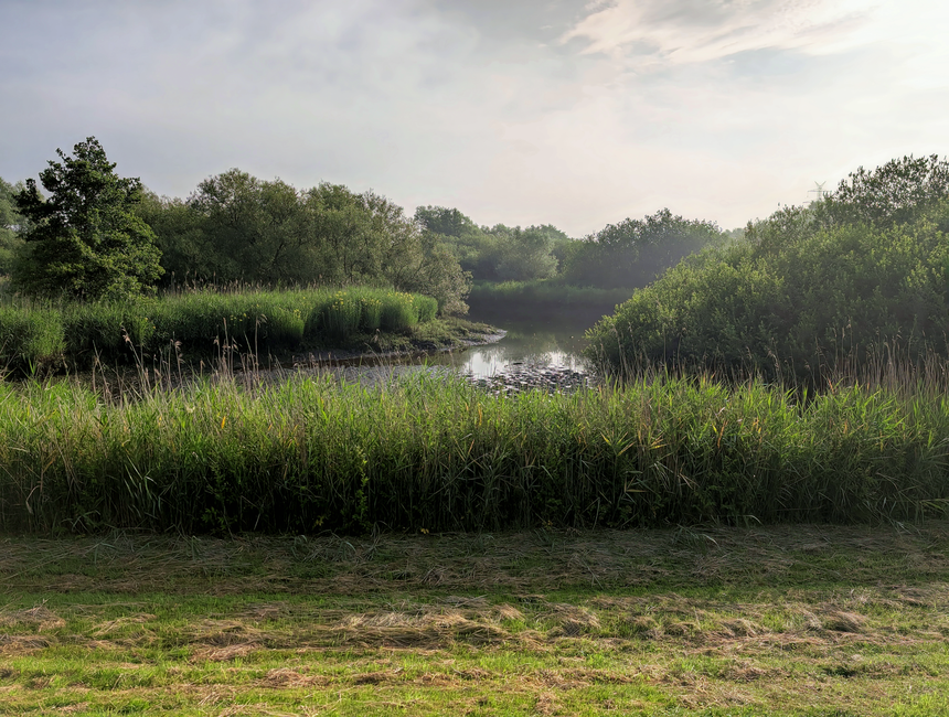 A natural landscape scene featuring a narrow, winding body of water, likely a small river or stream, bordered by dense clusters of green vegetation, including tall grasses in the foreground and bushy 